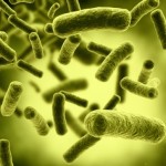 Natury nie oszukasz: Bakterie kontrolują nasze zachowanie